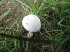Volvariella pusilla thumbnail 4