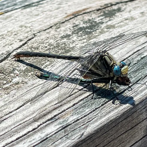 Horned Clubtail