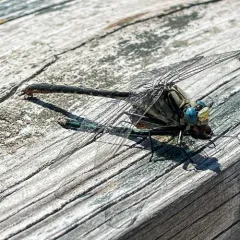 Horned Clubtail thumbnail 1
