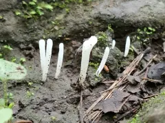 Clavaria subfalcata thumbnail 1