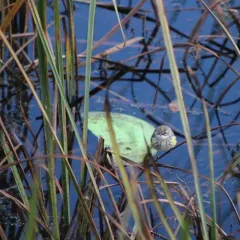 Yellow-rumped Warbler thumbnail 2