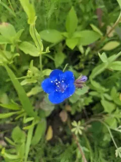 desert bluebells thumbnail 3
