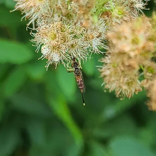 Stylogaster neglecta