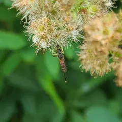 Stylogaster neglecta thumbnail 1