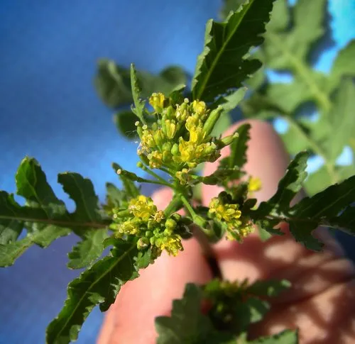 Northern Yellow-cress