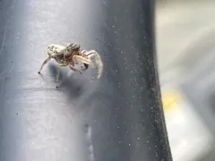 Pelegrina flaviceps thumbnail 4