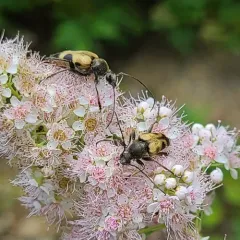 Chestnut Longhorn Beetle thumbnail 2