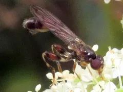 Long-spined Pufftail thumbnail 4