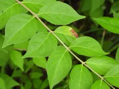 Honeysuckle Leaf Blight thumbnail 3