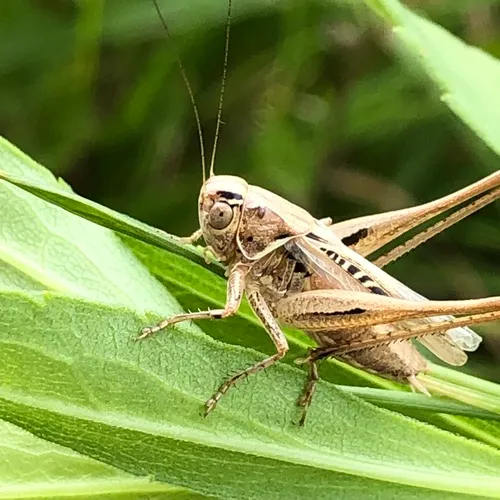 Brown-spotted Bush-cricket