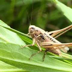 Brown-spotted Bush-cricket thumbnail 1
