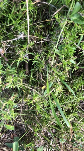 African Asparagus