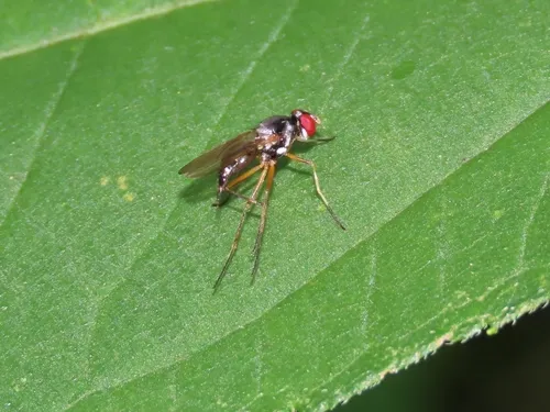 Tanypeza picticornis