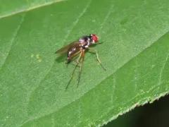 Tanypeza picticornis thumbnail 1