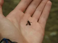 Sherman's Deer Fly thumbnail 2