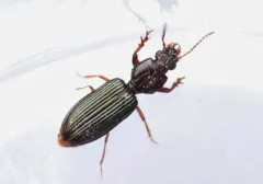 Schizogenius lineolatus thumbnail 3