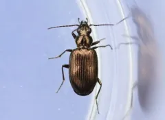 Bembidion chalceum thumbnail 2