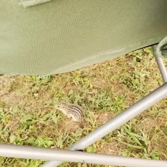 Thirteen-lined Ground Squirrel thumbnail 4