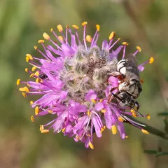 Least Cellophane-cuckoo Bee thumbnail 2