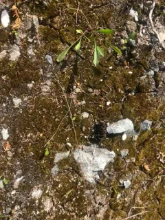 Flexible Cow-hair Moss thumbnail 2