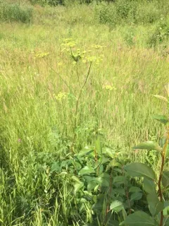 Siberian hogweed thumbnail 3