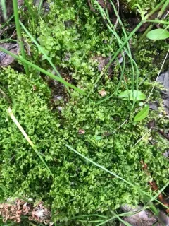 Marsh Thyme-moss thumbnail 2