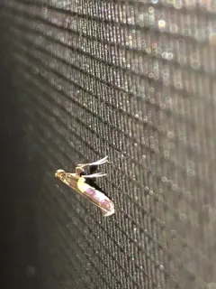 Caloptilia vacciniella thumbnail 2