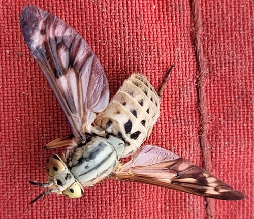 Chrysops discalis
