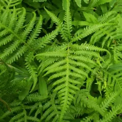 Tall Beech Fern thumbnail 3