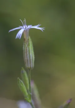Palmer's Catchfly thumbnail 2