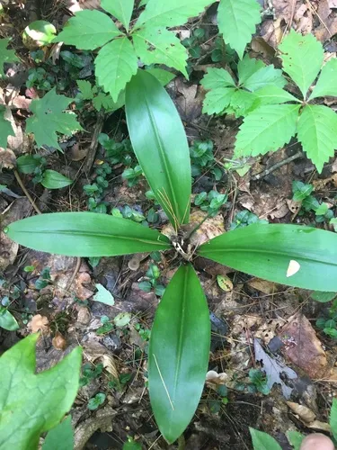 white clintonia