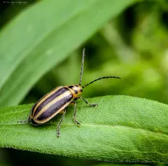 Boreal Goldenrod Leaf Beetle thumbnail 2