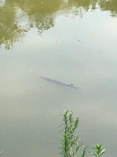 Shortnose Gar