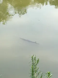 Shortnose Gar thumbnail 1