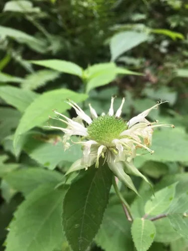 white bergamot