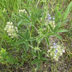 breadroot scurf pea thumbnail 4
