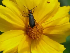 Red-headed Blister Beetle thumbnail 2