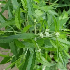 late boneset thumbnail 3