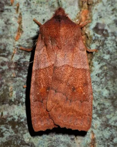 Franclemont's Sallow