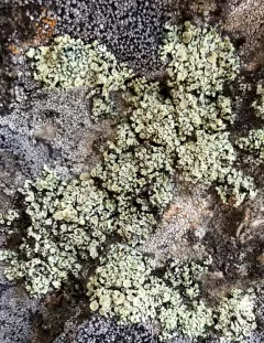 Peltate Rimmed Navel Lichen thumbnail 2