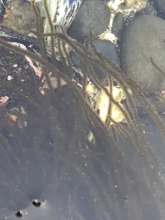 Haplogloia andersonii thumbnail 1