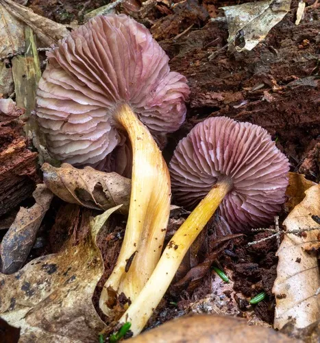 Mycena rutilantiformis