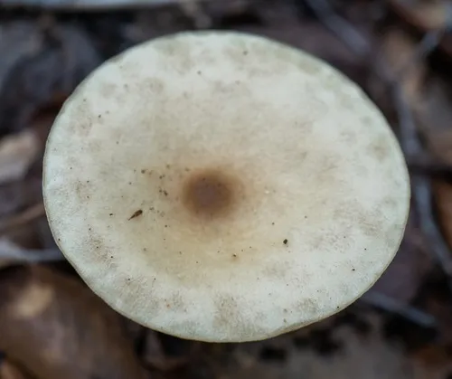 yellowish-white melanoleuca