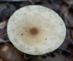 yellowish-white melanoleuca thumbnail 1