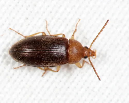 Isomira ruficollis