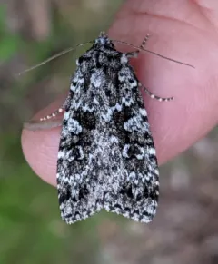 Mixta Xestia Moth thumbnail 2