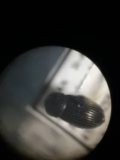 Dialytes truncatus thumbnail 4