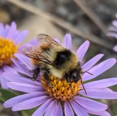 Forest Bumble Bee thumbnail 2