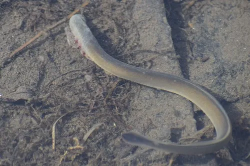Arctic Lamprey