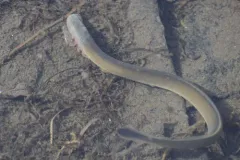 Arctic Lamprey thumbnail 1